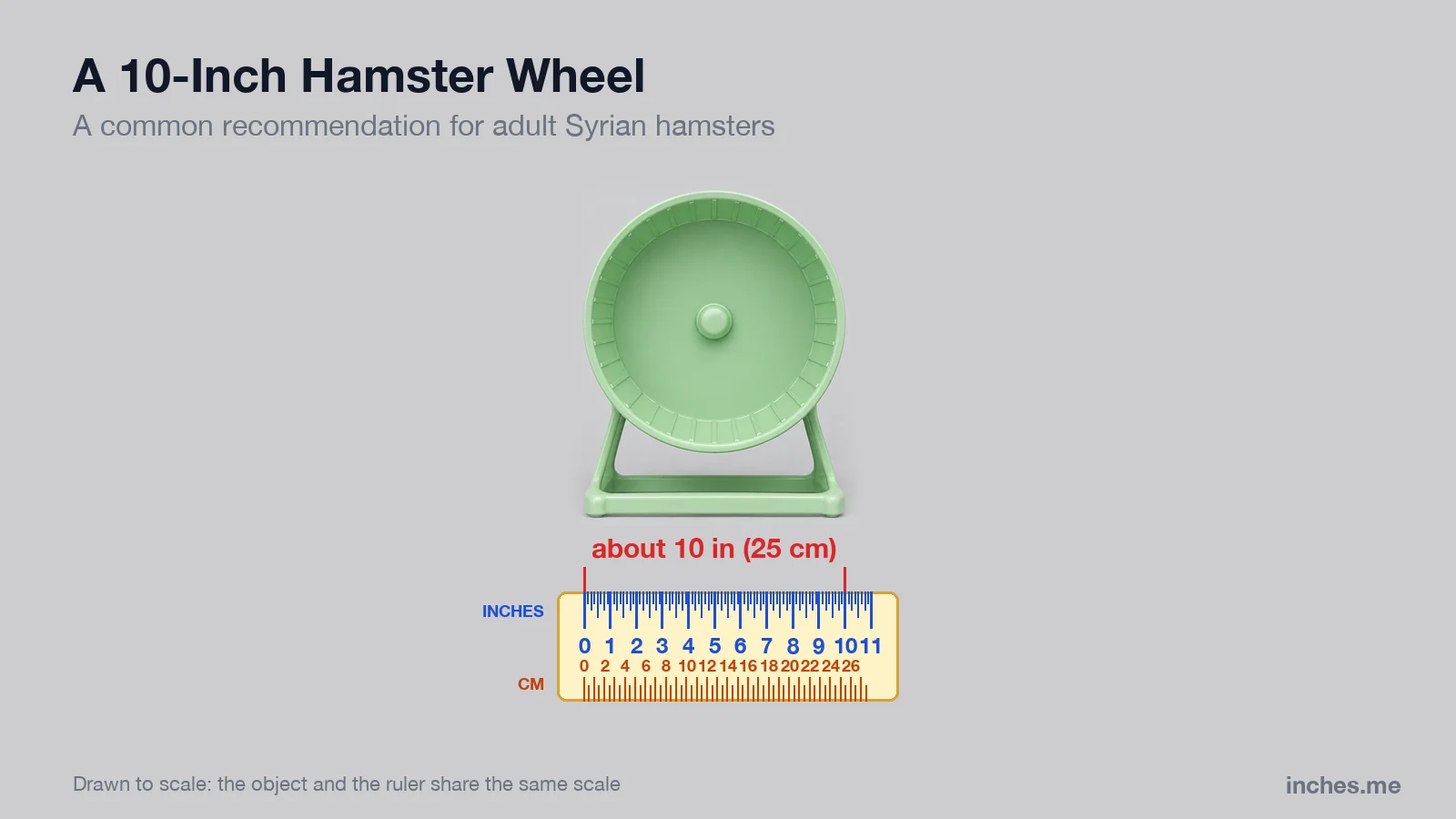 Green plastic hamster wheel on its stand above a ruler, about 10 inches across